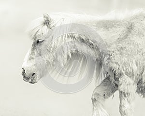 Pony With Handsome Long Mane