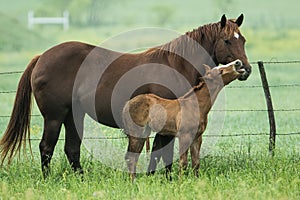 Pony having fun with his mother