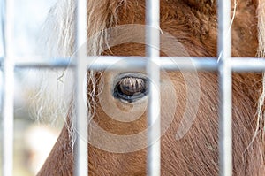 Pony horse behind fencing