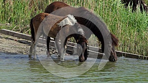 A pony horse with a colt drinks water in a lake in summer in slo-mo