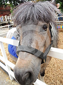 Pony horse face in brown color.