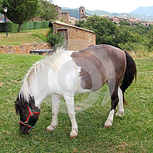 Pony horse grazing meadow in Ainsa Pyrenees