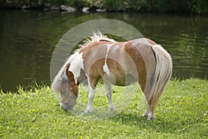Pony horse grazing on the river side