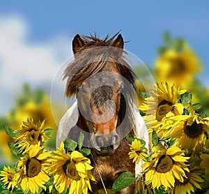 Pony horse head portrait with wildflowers meadow and blue sky