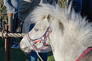 Pony horse portrait. White color. multicolored bridle