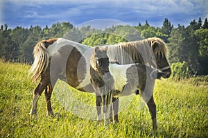 Pony horses (Equus ferus caballus). Grown female and litter.