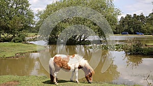 Pony Janes Moor lake New Forest Hampshire England UK