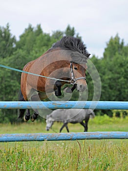 The pony jumps