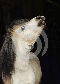 Pony with light tail a and dark mane stands on a black background