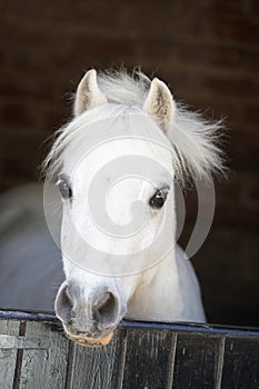 Pony Looking Over Stable Door