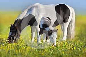 Pony mare with foal