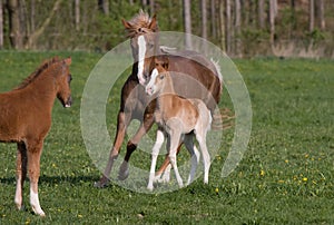 Pony mare with little foal