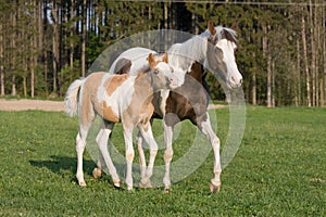 Pony mare with little foal