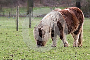 Pony on the meadow