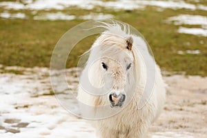 Pony on a meadow in winter