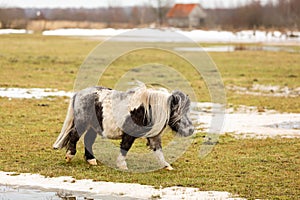 Pony on a meadow in winter