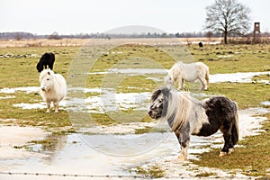 Pony on a meadow in winter