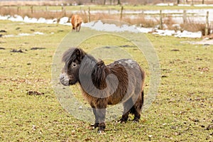 Pony on a meadow in winter
