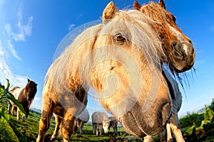 Pony muzzle on pasture close up