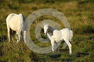 Pony with New Born Foal