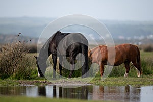 Pony on Northam Burrows in North Devon