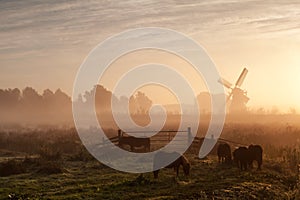 Pony on pasture and windmill in dense sunrise fog