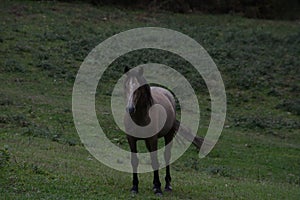Pony in Pimiango photo
