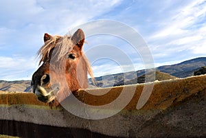 Pony poking head over fence covered with blanket.