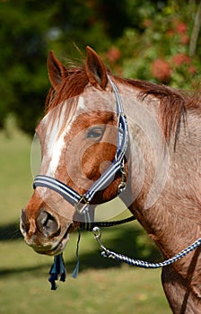 Pony portrait