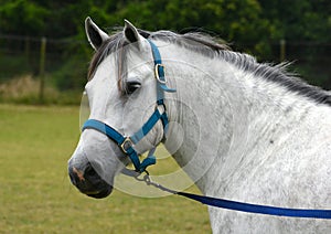 Pony portrait