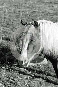 Pony portrait in black and white