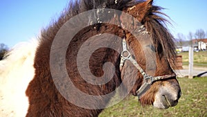 Pony relaxing on the farm