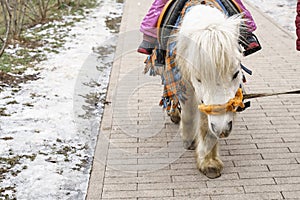 Pony ride a child in winter