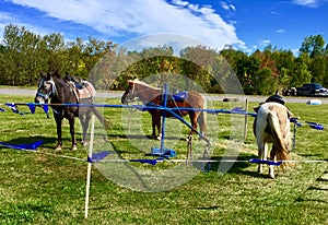 Pony ride at fall festival in Maine