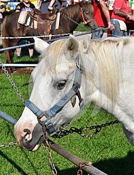 White pony ready for a ride at the county fair