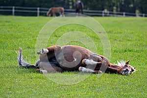 Pony rolling in his field