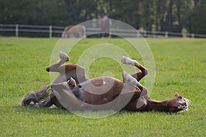 Pony rolling in his field