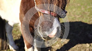 Pony`s nose closeup filmed on pasture