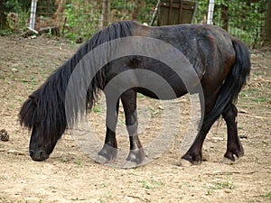 Pony Shetland