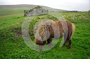 Pony, Shetland, Scotland