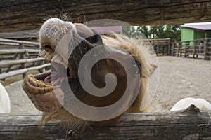 Pony shows teeth