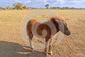 Pony small horse standing in the steppe