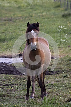 Pony photo