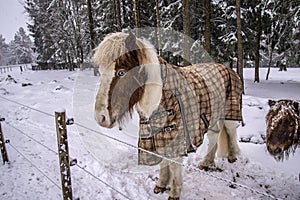 Pony in snow weather