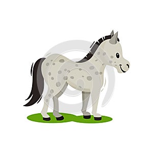 Pony standing on green grass side view. Gray spotted horse with black mane and tail. Mammal animal. Flat vector icon