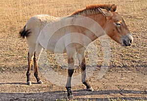 Pony, standing small brown horse