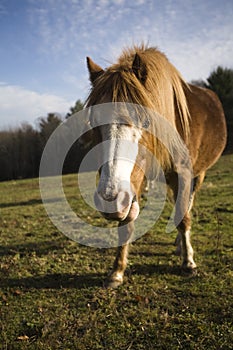 Pony in sunny pasture