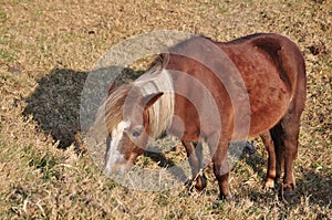 Pony at Taichung