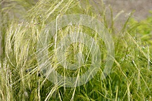 Pony tails grass