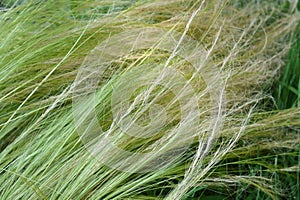 Pony tails grass